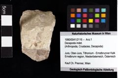 Foto (Objket + Etiketten) von Decapoda indet. 